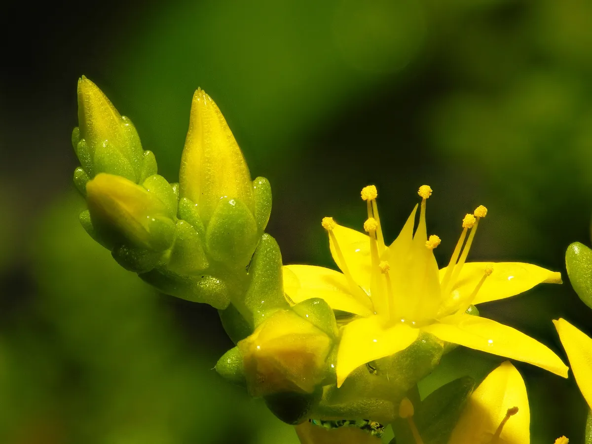 Scharfer Mauerpfeffer im Pflanzenprofil
