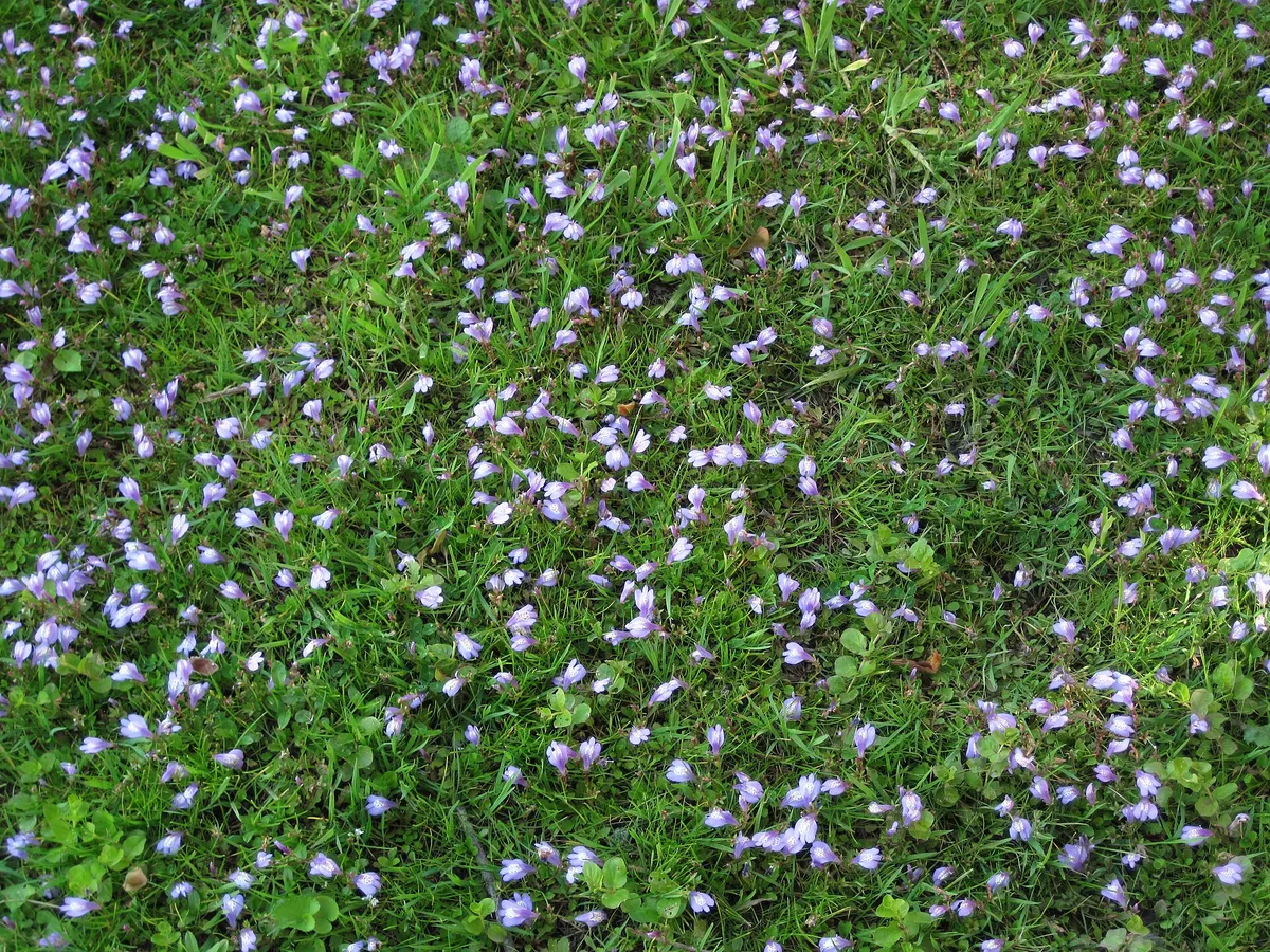 Blaukissen-Mazus im Pflanzenprofil
