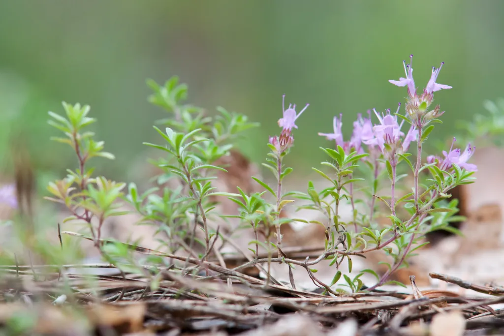 Sand-Thymian im Pflanzenprofil