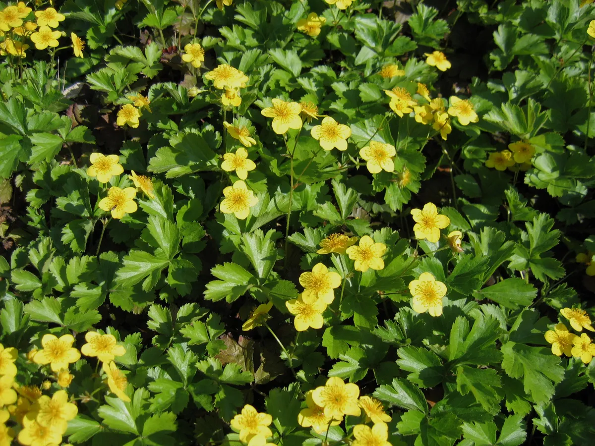 Waldsteinie im Pflanzenprofil